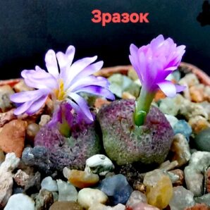 Conophytum taylorianum -SH 1484, (cl.1) (2h)(5x5)-3056(472)