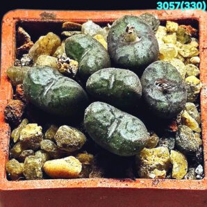 Conophytum obcordellum `picturatum` -TS 252 (6h)(3x3)- 3057(330)