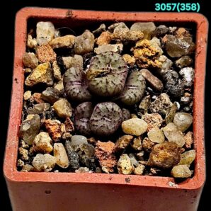 Conophytum obcordellum ssp. rolfii (fa) -Lav 25304 (6h)(3x3)- 3057(358)