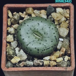 Conophytum obcordellum `declinatum` -BM 7928, COP 194 (3x3)-3058(342)