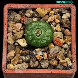 Conophytum angelicae - Aggeneys, MG 1410.62 (3x3)- 3059(232)