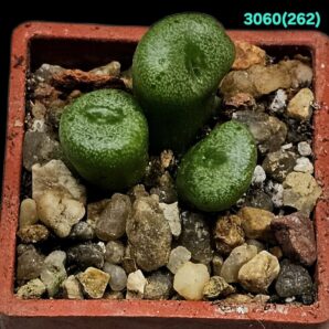 Conophytum auriflorum ssp. turbiniforme (3h.) -ARM 555 (3x3)-3060(262)
