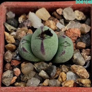 Conophytum meyeri `leopardinum` -VD 5612 (3h)(3x3)- 3061(498)