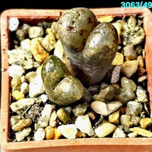 Conophytum pellucidum -MG 1443.262 (2h)(3x3)-3063(493)