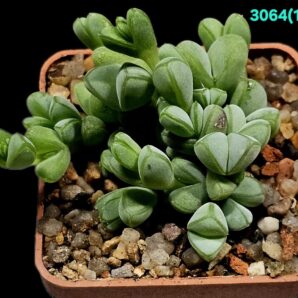 Braunsia maximiliani (5x5)-3064(137)