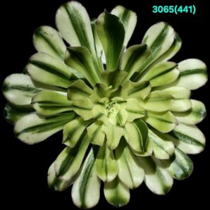 Aeonium arboreum `Albovariegatum` (D pl=15)-3065(441)