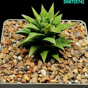 Haworthia viscose (7x7)-3067(574)