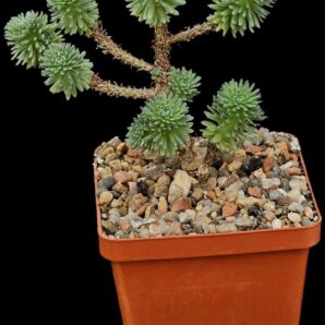 Sedum multiceps (bonsai) (6x6)-3068(77+)