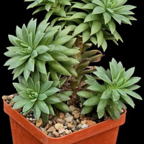 Sedum multiceps (big left fa.) (6x6)-3069(70+)