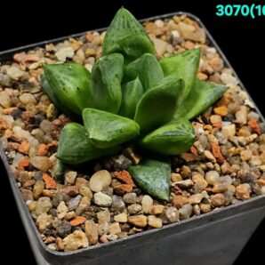 Haworthia `King`-China (8x8)-3070(163)