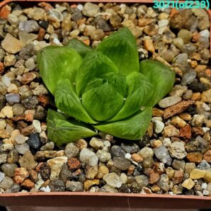 Haworthia cymbiformis var. setulifera (7x7)-3071(of238)