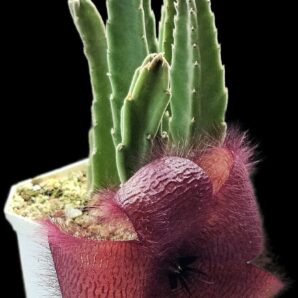 Stapelia grandiflora (8x8)-3072(423)