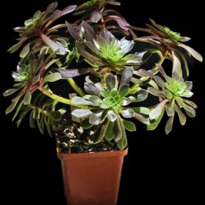 Aeonium `Bing Thing` (D pl=15)-3073(246)