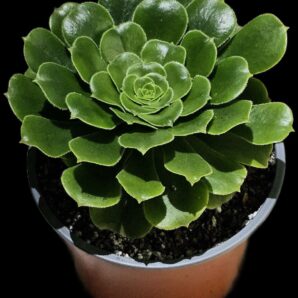 Aeonium arboreum `Green Cashmere` (D plant=11)-3074(324)