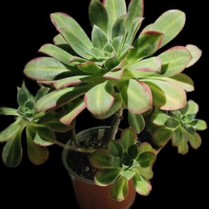 Aeonium `Macaroon` (`Leucoblepharum` fa. variegata) (D pl=20)-3075(247)