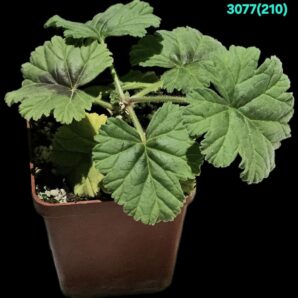 Pelargonium mollicomum (caudex fa) (7x7)-3077(210)