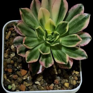 Aeonium `Bronze Medal` fa. variegate (best fa.) (7x7)- 3078(269)