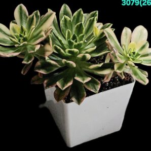 Aeonium `Bronze Medal` fa. variegata (fa.) (D pl=15)- 3079(269)