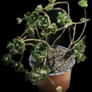 Aeonium saundersii (D pl=20)-3080(265)