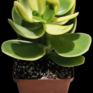 Crassula ovata var. obliqua `Kagetsu Nishiki Maruba` fa. variegata (8x8)-3081(60)