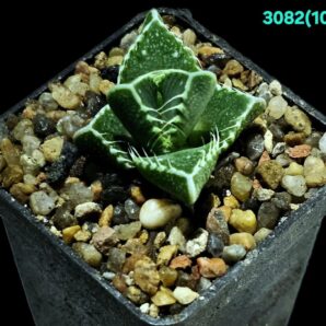 Faucaria tigrina –Linton (6x6)-3082(107)