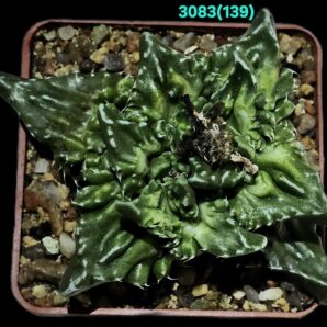 Faucaria tuberculosa `Aranami` (anacon fa.) (7x7)-3083(139A)