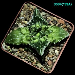 Faucaria tuberculosa `Aranami` (anacon fa.) (6x6)-3084(139A)
