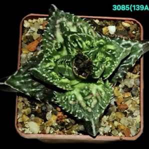 Faucaria tuberculosa `Aranami` (anacon fa.) (6x6)-3085(139A)