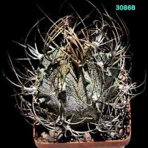 Astrophytum capricorne var minor (7x7)-3086B