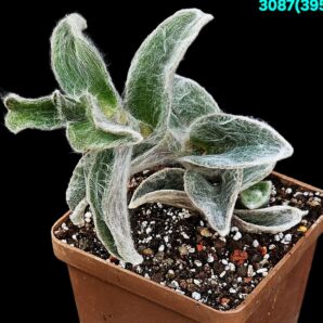 Tradescantia sillamontana (7x7)-3087(395)