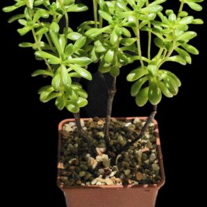 Aeonium sedifolium (10x10)-3088(90)