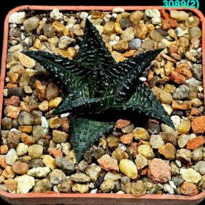 Haworthia limifolia (black form) –Uglih (6x6)-3089(2)