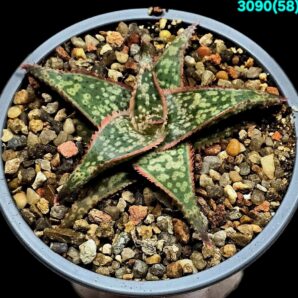 Aloe hybrid of Kelly Griffin (D=8)-3090(58)