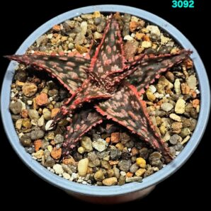 Aloe hybrid [`Christmas Carol` X hybrid of Kelly Griffin] (D=8) - 3092