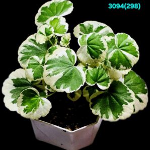 Pelargonium `Madame Salleron` (D pl.=12)-3094(298)