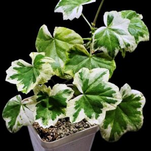 Pelargonium `Duke of Edinburgh` (L pl.=13)-3096(320)