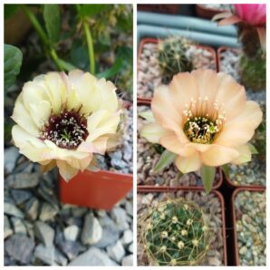 Насіння Lobivia jajoiana #А