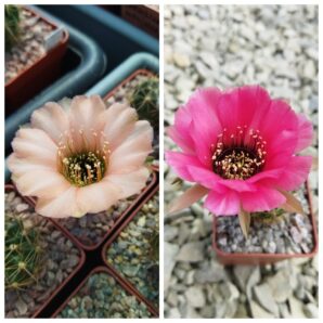 Насіння Lobivia jajoiana #В