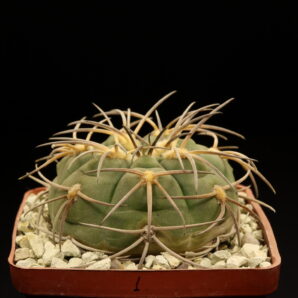 Gymnocalycium spegazzinii (№1)