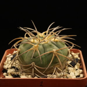 Gymnocalycium spegazzinii (№2)