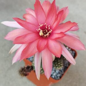 Chamaecereus hybrid Pan19.082.005 Khmer