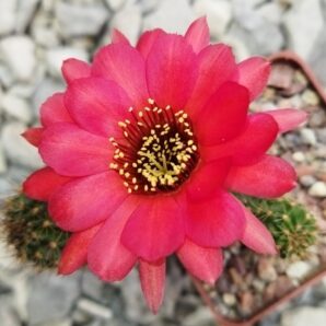Chamaecereus hybrid Rosso Golla Scuro