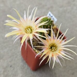 Chamaecereus hybrid Pan19.321.014 Valchiria