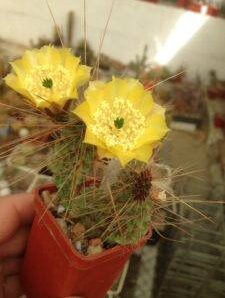 Opuntia tilcarensis v. rubrispina cv."Fuchs"- пагони-