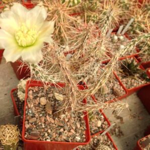 Marenopuntia marenae -пагони-