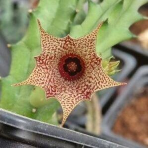 Huernia concinna -пагони-