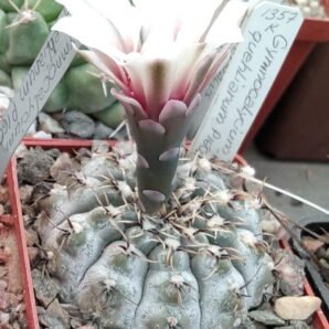 Gymnocalycium quehlianum P160 -silver form-seeds-насіння-