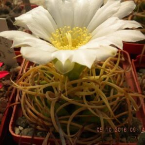 Gymnocalycium monvillei v. steineri LF95 -seeds-насіння- 10шт-