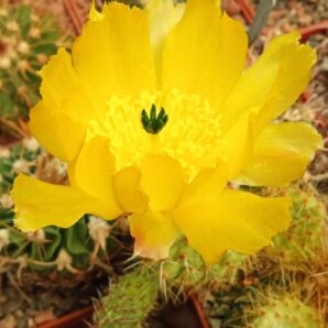 Tunilla corrugata -пагони- 70