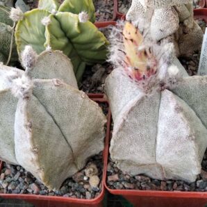 Astrophytum coahuilense SB845 -seeds-насіння- порція-10шт-
